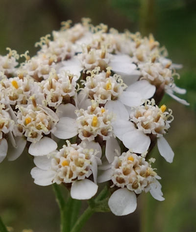 achillea millefolium