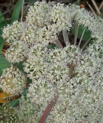 angelica sylvestris