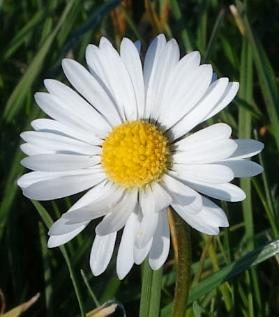 bellis perennis