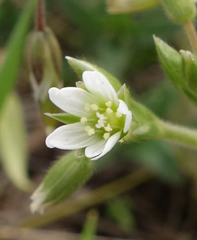 cerastium fontanum