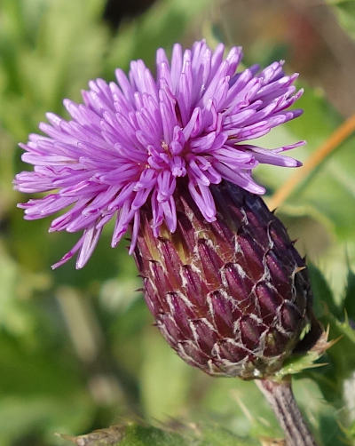 cirsium arvense
