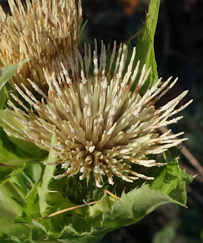 cirsium oleraceum
