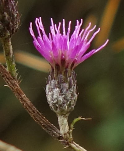 cirsium palustre