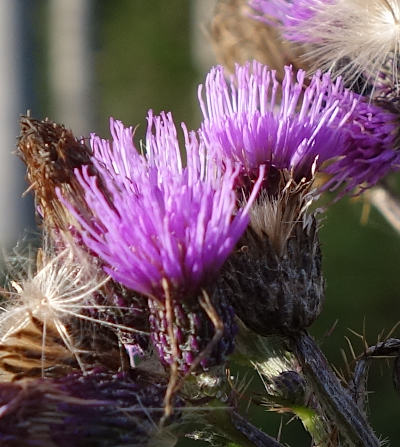 cirsium palustre