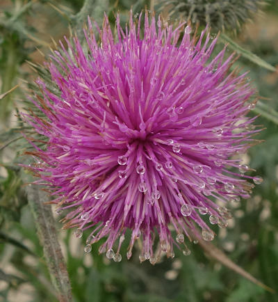 cirsium vulgare