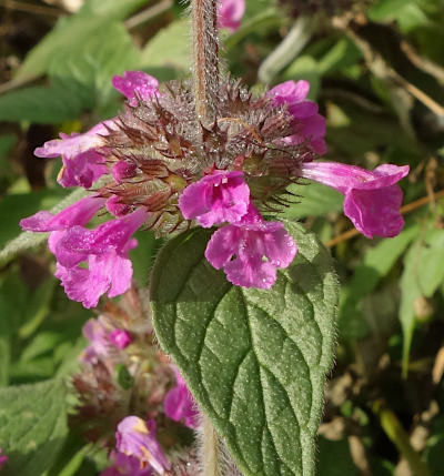 clinopodium vulgare