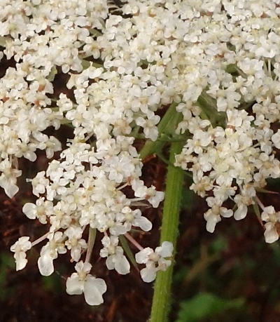 daucus carota