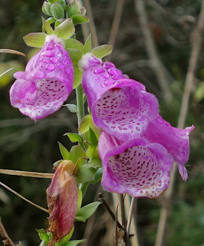 digitalis purpurea