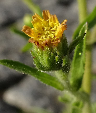 dittrichia graveolens