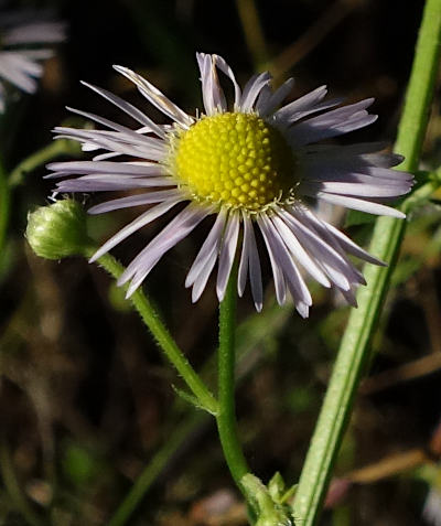 erigeron annuus