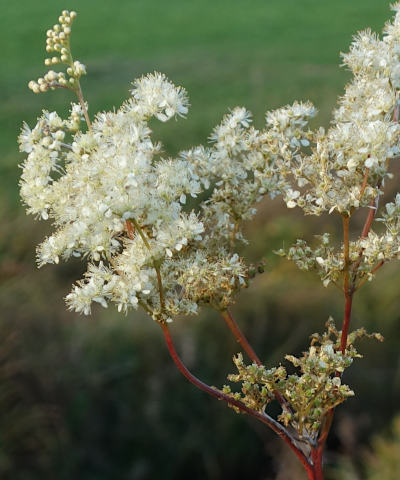 filipendula ulmaria