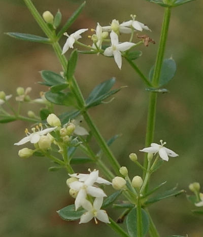 galium mollugo