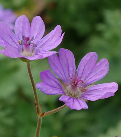 geranium pyrenaicum