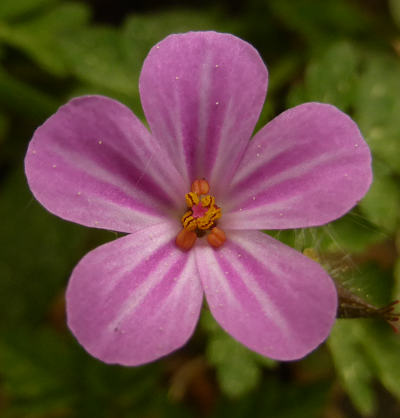 geranium robertianum