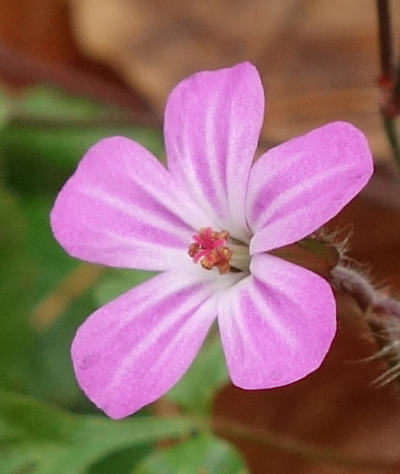 geranium robertianum