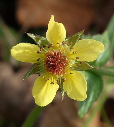 geum urbanum