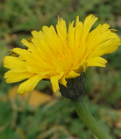 hypochoeris radicata