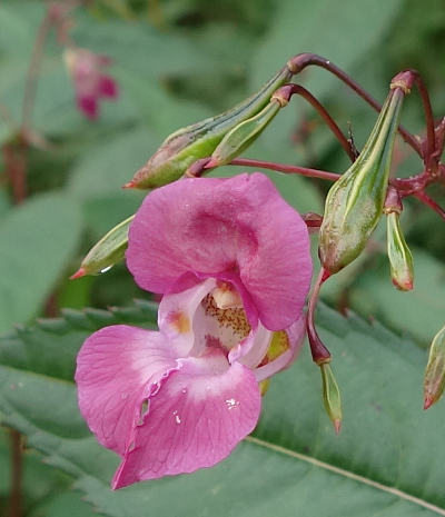 impatiens glandulifera