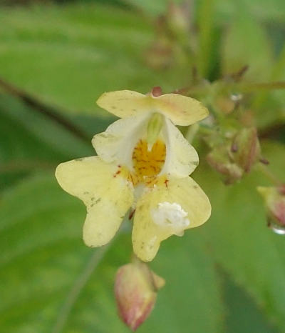 impatiens parviflora