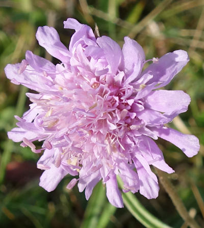 knautia arvensis