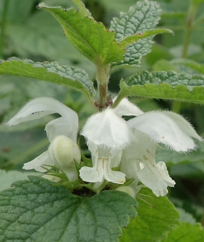 lamium album