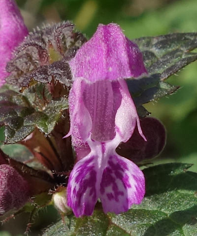 lamium maculatum