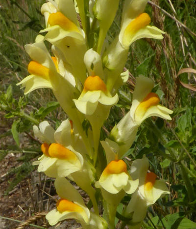linaria vulgaris