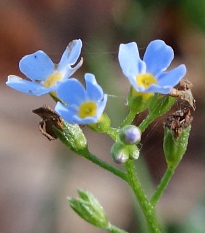 myosotis scorpioides