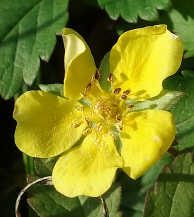 potentilla reptans