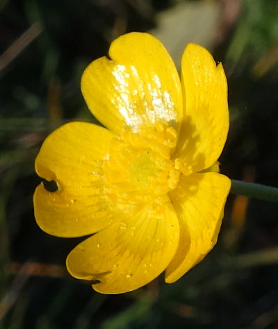 ranunculus acris
