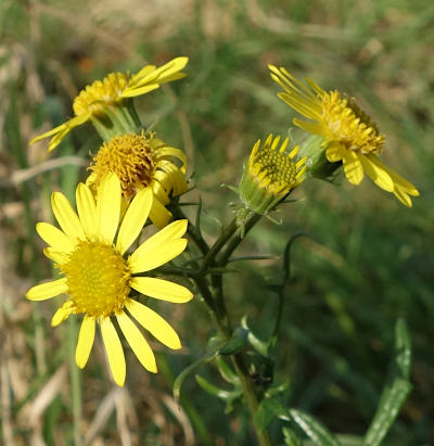 senecio jacobaea
