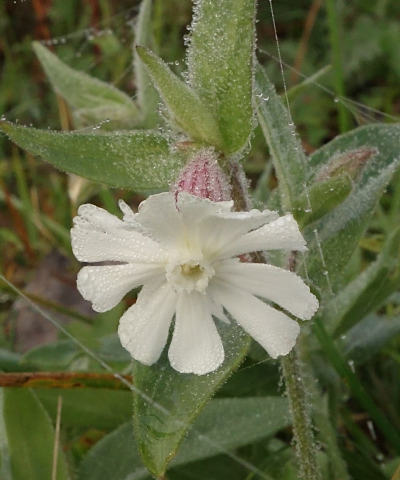 silene alba