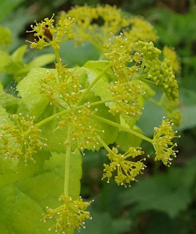 smyrnium perfoliatum