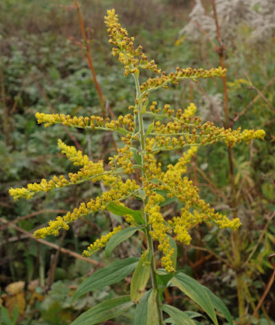 solidago canadensis