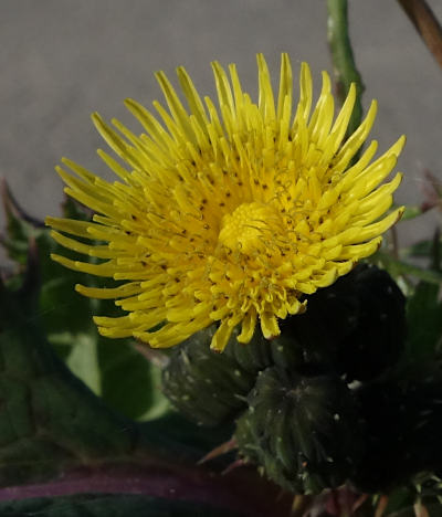 sonchus asper