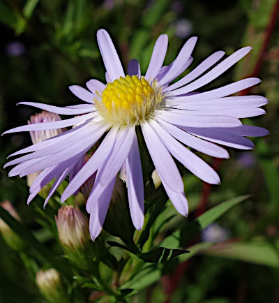symphyotrichum novi-belgii