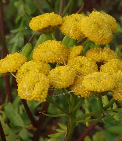 tanacetum vulgare