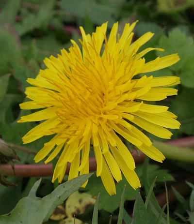 taraxacum officinale