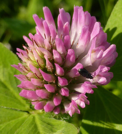 trifolium pratense