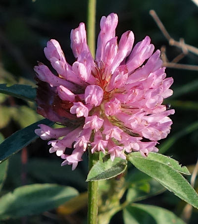 trifolium pratense